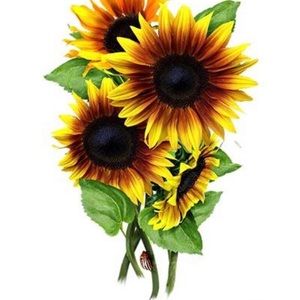 Meet your Posher, Genesee